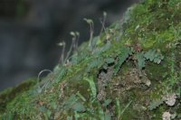 Polystichum erosum (Dryopteridaceae)