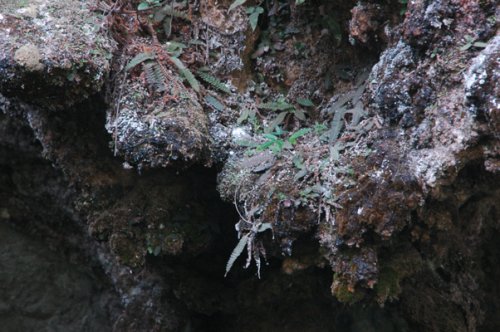 Polystichum erosum (Dryopteridaceae)