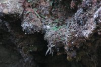 Polystichum erosum (Dryopteridaceae)