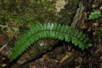 Polystichum fimbriatum (Dryopteridaceae)