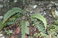 Polystichum jiucaipingense (Dryopteridaceae)