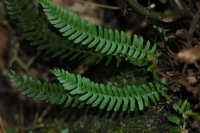 Polystichum liboense (Dryopteridaceae)