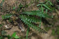 Polystichum liui (Dryopteridaceae)