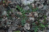 Polystichum minutissimum (Dryopteridaceae)