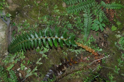 Polystichum neolobatum (Dryopteridaceae)