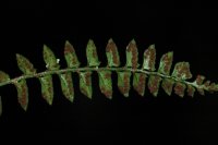 Polystichum obliquum (Dryopteridaceae)