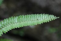 Polystichum peishanii (Dryopteridaceae)