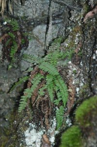 Polystichum sp. (Dryopteridaceae)