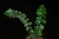 Polystichum speluncicola (unpublished) (Dryopteridaceae)