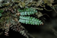 Polystichum subminutissimum (unpublished) (Dryopteridaceae)