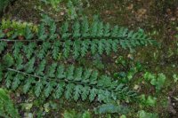 Polystichum thomsonii (Dryopteridaceae)