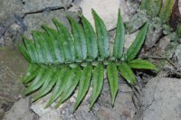 Polystichum xiphophyllum (Dryopteridaceae)