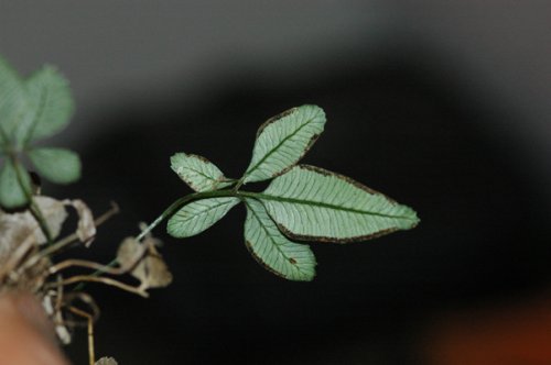 Pteris quinquepinna (unpublished) (Pteridaceae)