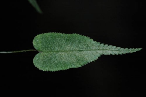 Pteris simplicifolia (unpublished) (Pteridaceae)