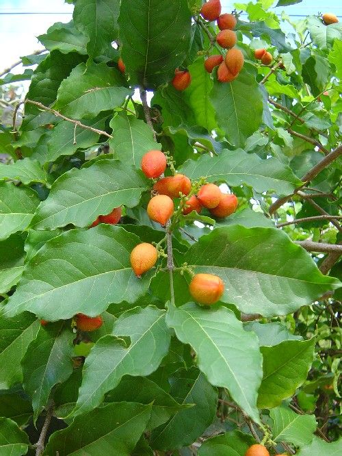 Bunchosia armeniaca (Malpighiaceae)