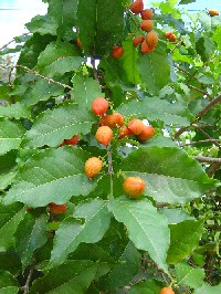 Bunchosia armeniaca (Malpighiaceae)
