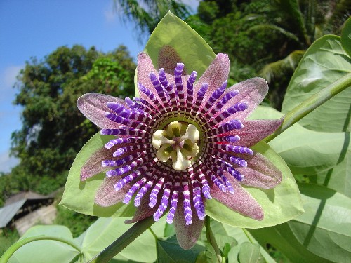 Passiflora triloba (Passifloraceae)