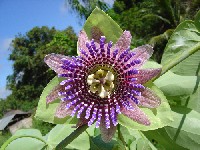 Passiflora triloba (Passifloraceae)