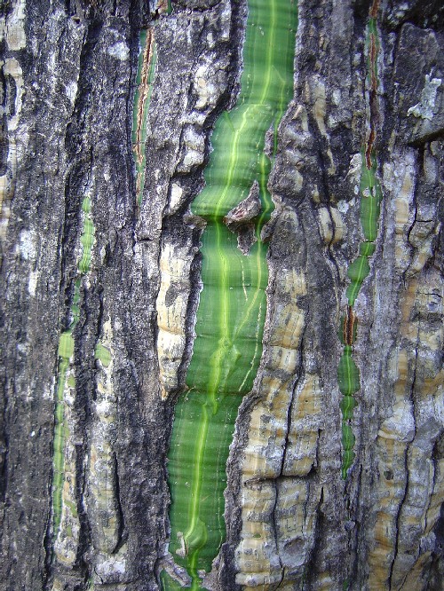 Corteza de Pseudobombax septenatum (Bombacaceae)