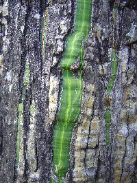 Corteza de Pseudobombax septenatum (Bombacaceae)