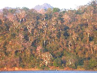Bosque amazonico semideciduo