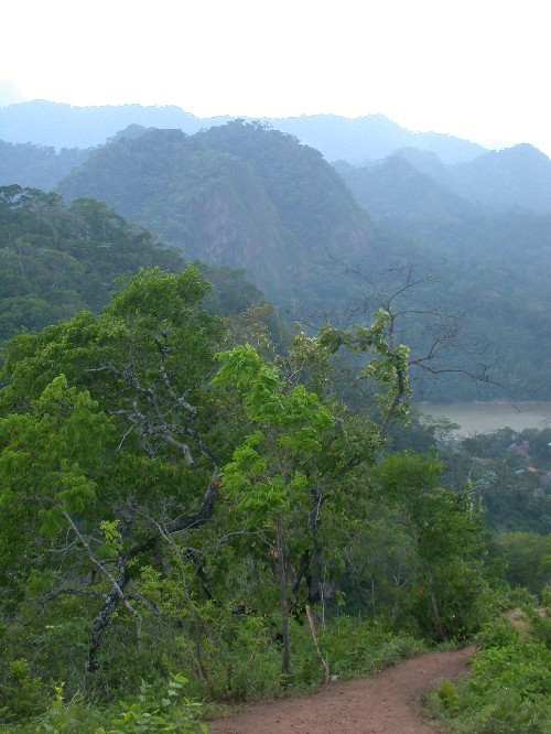 Bosque de cerrado relicto