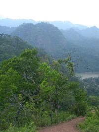 Bosque de cerrado relicto