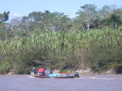 Bandas de vegetacion de ribera