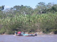 Bandas de vegetacion de ribera