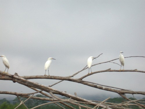 Grupo de garcetas blancas (Egretta thula)