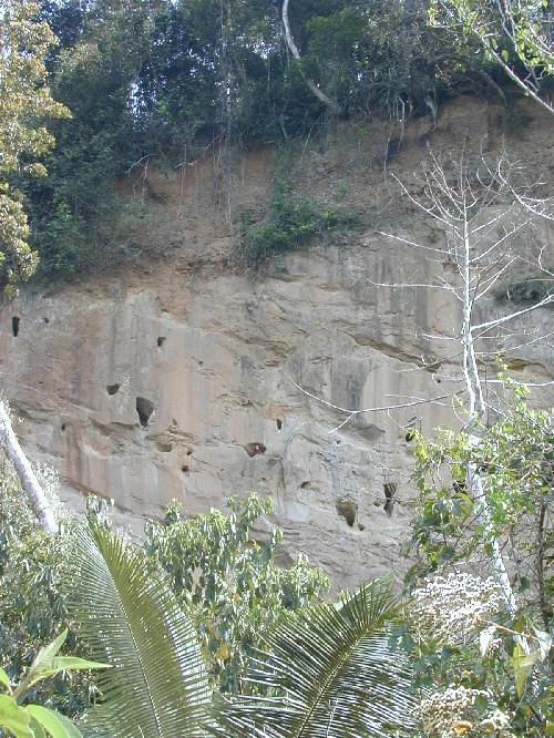 Farallon con nidos de Guacamayos rojos (Ara chloroptera)