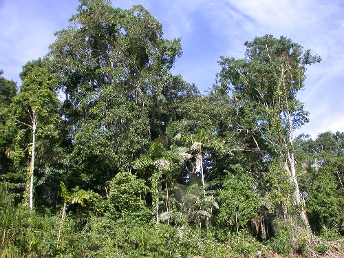 Bosque amazonico