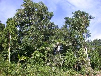 Bosque amazonico