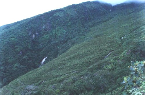 Vegetacion en cima de la serrania de Toregua