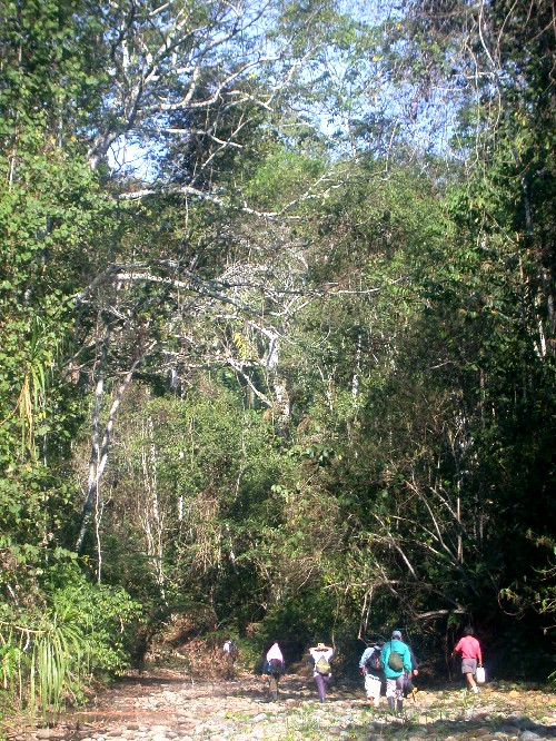 Camino por arroyo en el bosque