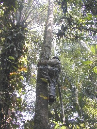 Trepando arbol con ganchos