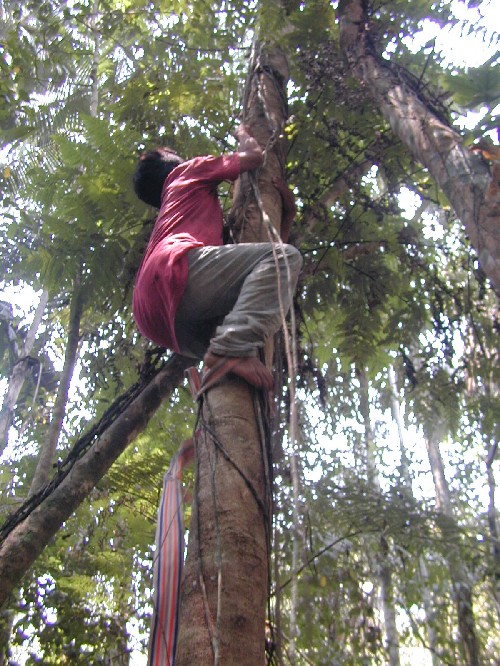 Trepando arbol a la manera tradicional