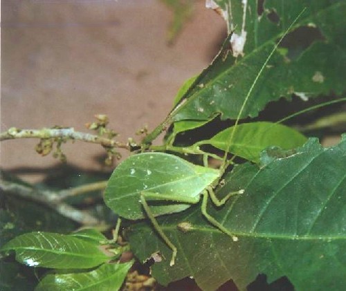 Insecto hoja (Tettigoniidae)