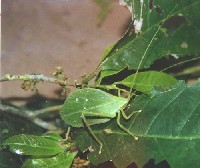 Insecto hoja (Tettigoniidae)