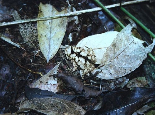 Rana camuflada en la hojarasca