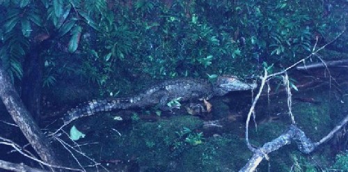 Caiman solitario