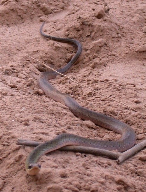 Culebra en playa de rio