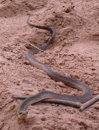 Culebra en playa de rio