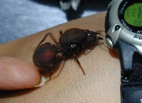 Zangano de hormiga cortadora