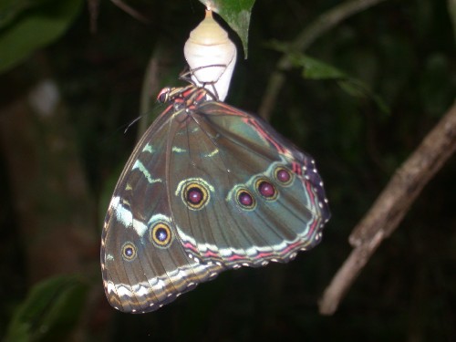 Mariposa morfo