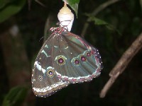 Mariposa morfo