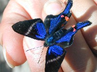 Mariposa