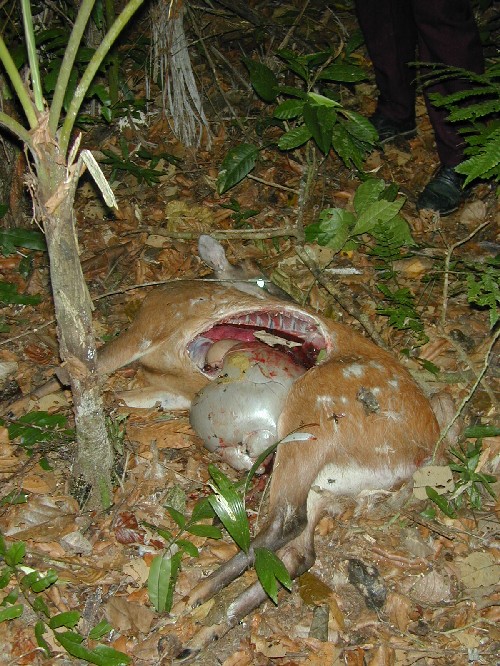 Venado muerto por puma