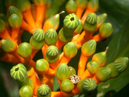 Flores de Potalia amara (Loganiaceae)
