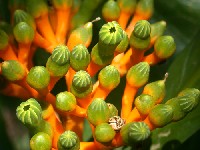 Flores de Potalia amara (Loganiaceae)